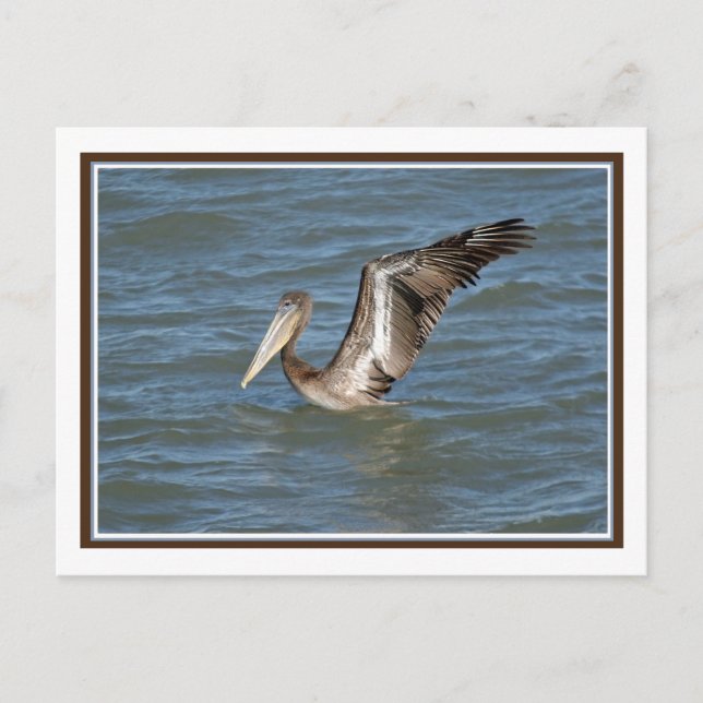 Postal Stretch Pelican (Anverso)