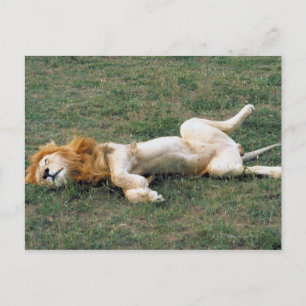 Postal Stretching de leones masculinos