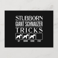 Stubborn Giant Schnauzer Tricks, gracioso gigante