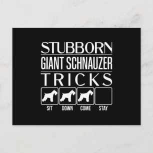 Postal Stubborn Giant Schnauzer Tricks, gracioso gigante
