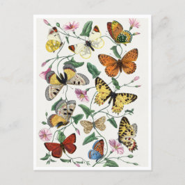 Postal Study of diurnal butterflies by Paul Gervais
