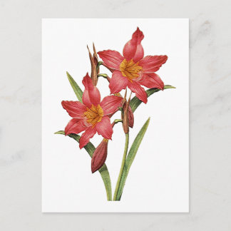Postal Stunning Tropical Amaryllis Study