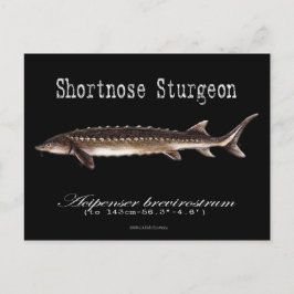 Postal Sturgeon-Black-Postcard