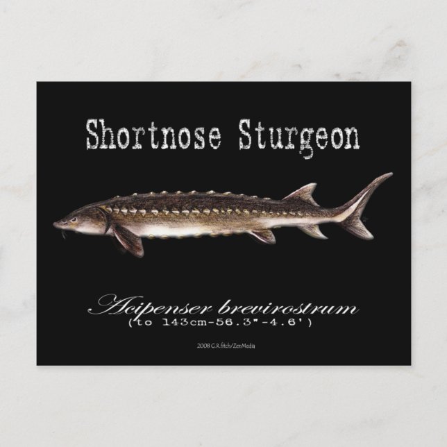 Postal Sturgeon-Black-Postcard (Anverso)