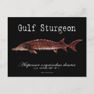 Postal Sturgeon-Black-Postcard del Golfo