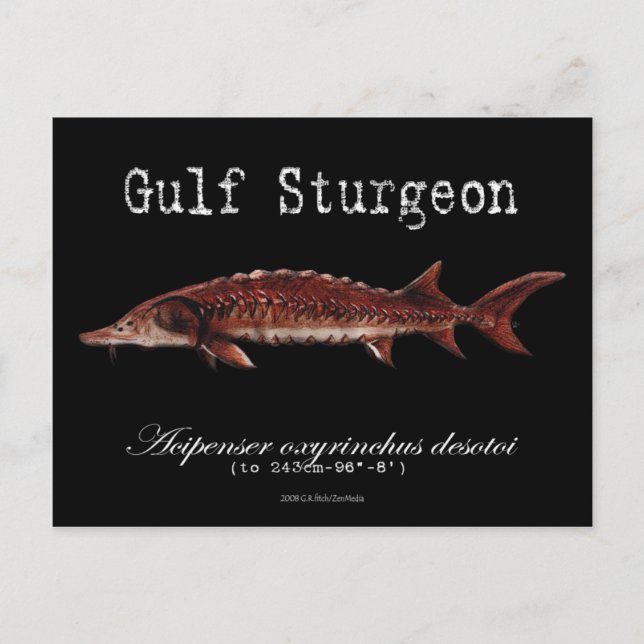 Postal Sturgeon-Black-Postcard del Golfo (Anverso)