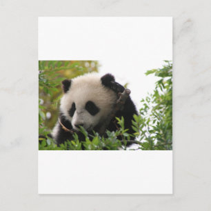 Postal Su Lin, cachorro de oso panda gigante en el zoológ