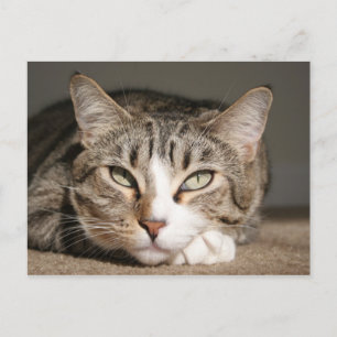 Postal Su nombre es Asia