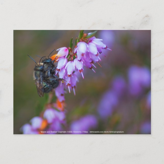 Postal Suave (Anverso)