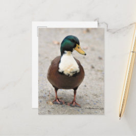 Postal Suave Doméstico Mallard Duclair Bibbed Odd Duck