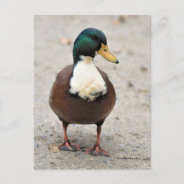 Postal Suave Doméstico Mallard Duclair Bibbed Odd Duck