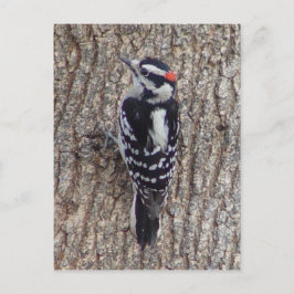 Postal suave masculina del pájaro de la pulsación