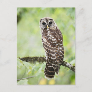 Postal Sub-adulto que recientemente dejó el nido