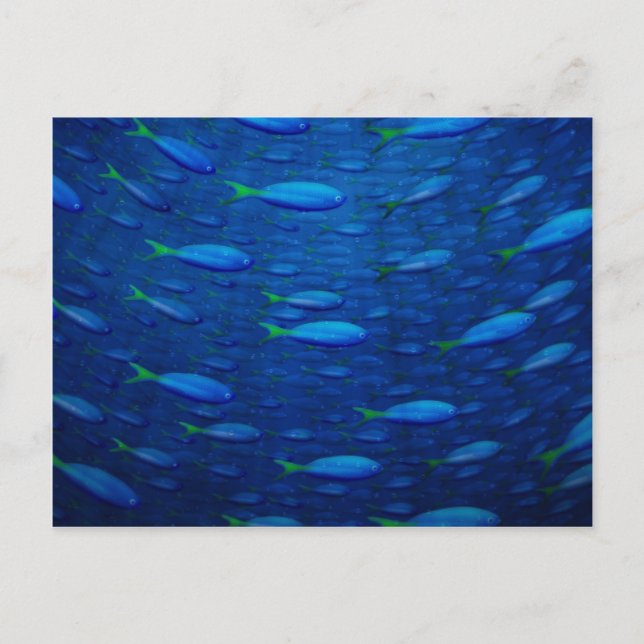 Postal Subacuática 4 (Anverso)