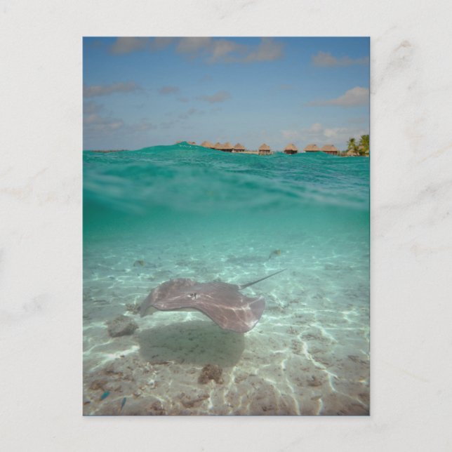 Postal Subacuático de Stingray en Bora Bora (Anverso)