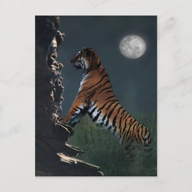 Postal Subida de los tigres (Anverso)