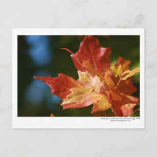 Postal Subiendo el sol