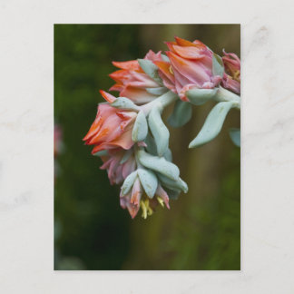 Postal Succulent floreciente