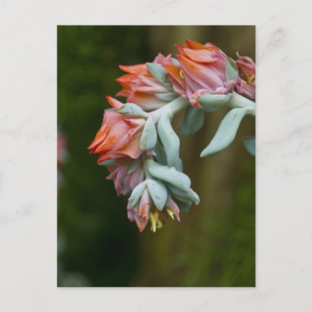 Postal Succulent floreciente (Anverso)