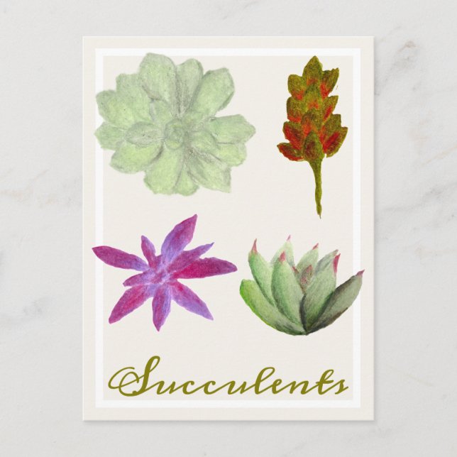 Postal Succulent Plants Colored Pencil Drawings Postcard (Anverso)