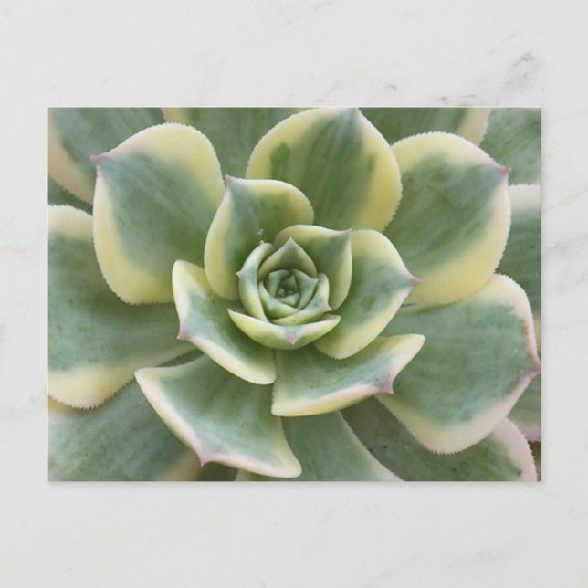Postal Succulent Postcard (Anverso)