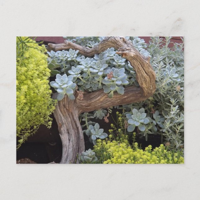 Postal Succulents Postcard (Anverso)