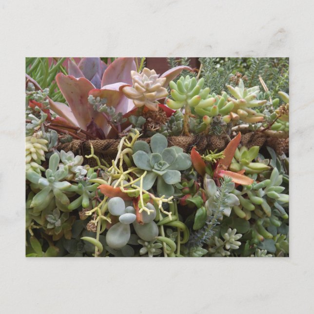 Postal Succulents Postcard (Anverso)