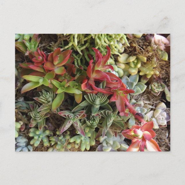 Postal Succulents Postcard (Anverso)