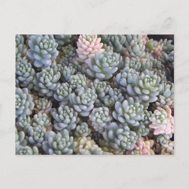 Postal Succulents Postcard (Anverso)