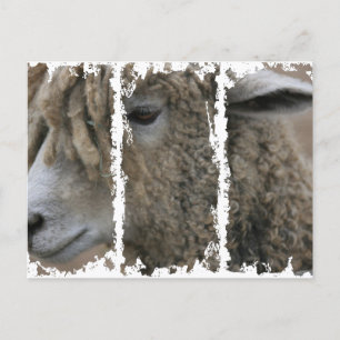 Postal sucia 3Casillas