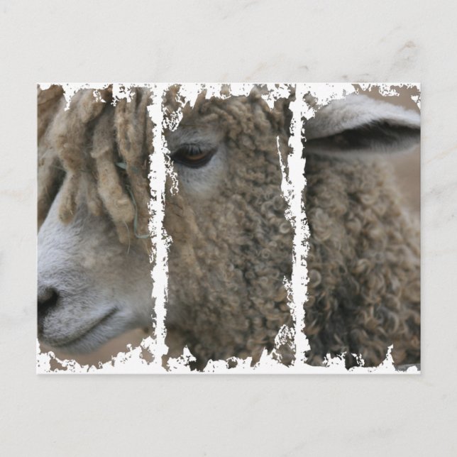 Postal sucia 3Casillas (Anverso)