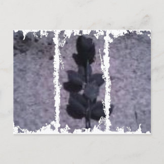 Postal sucia 3Casillas