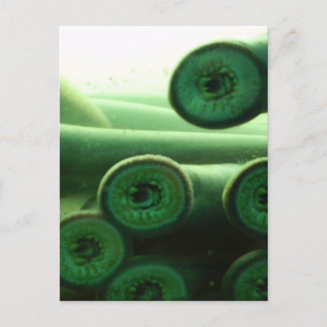 Postal Suckers (Anverso)