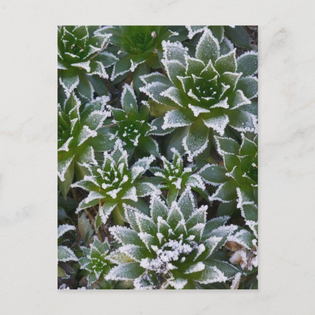 Postal suculenta Hen & Chicks con escarcha temprano (Anverso)