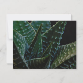 Postal Suculenta planta de cebra