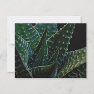 Postal Suculenta planta de cebra