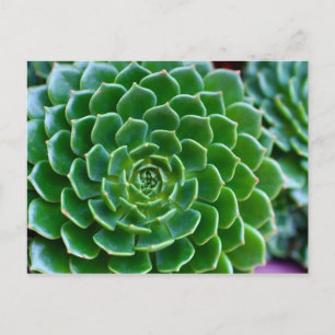 Postal Suculentas planta de Echeveria