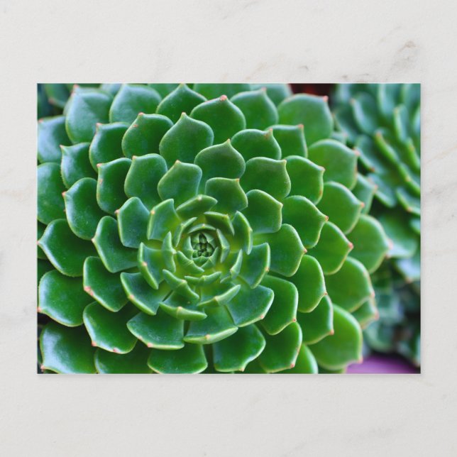 Postal Suculentas planta de Echeveria (Anverso)