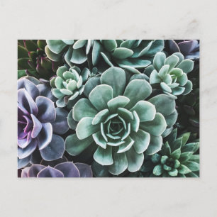 Postal Suculentas plantas verdes naturaleza