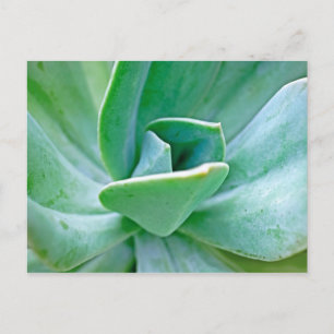 Postal Suculento Swirl