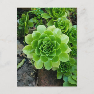Postal Suculento verde