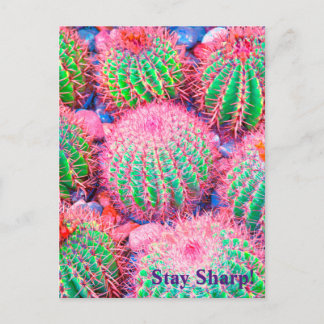 Postal Suculentos Cactus rosados