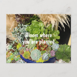 Postal Suculentos coloridos con hierba plateada