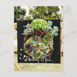 Postal Suculentos decorativos