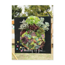 Suculentos decorativos