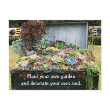 Suculentos en el tesoro de Chest