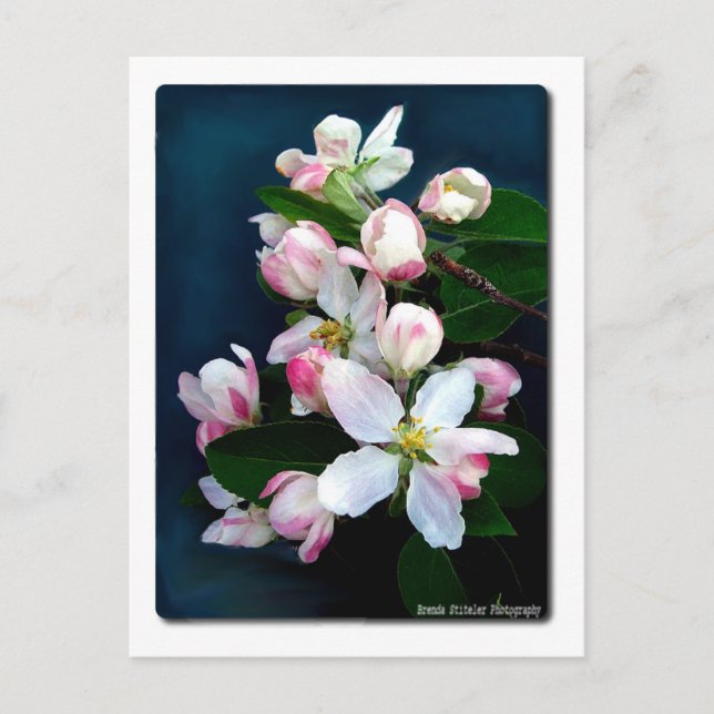 Postal Sucursal de Apple Blossom (Anverso)