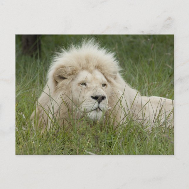 Postal Sudáfrica, Este de Londres, Inkwenkwezi Private (Anverso)