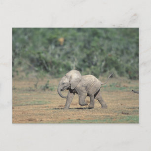 Postal Sudáfrica, Parque Nacional Addo Elephant. Bebé