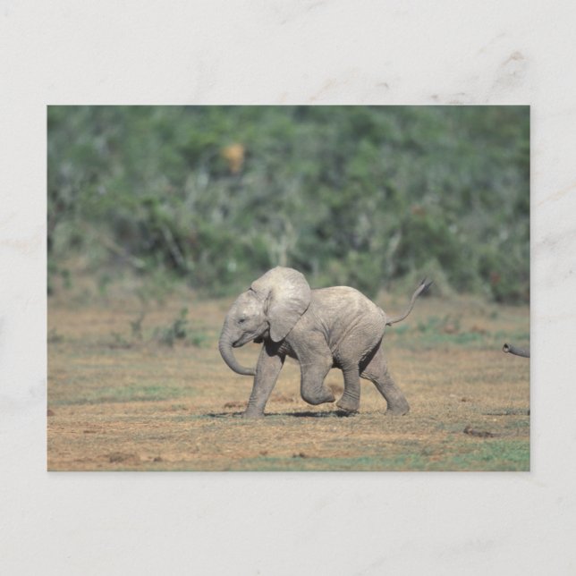 Postal Sudáfrica, Parque Nacional Addo Elephant. Bebé (Anverso)